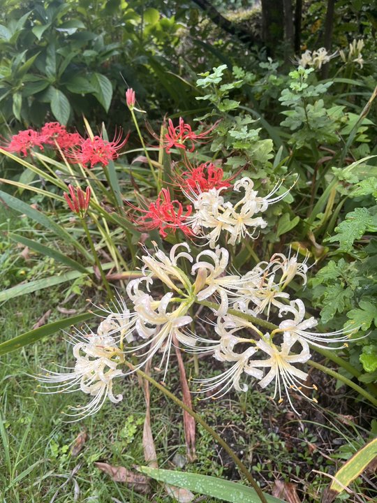 ひじり館に咲く秋の花